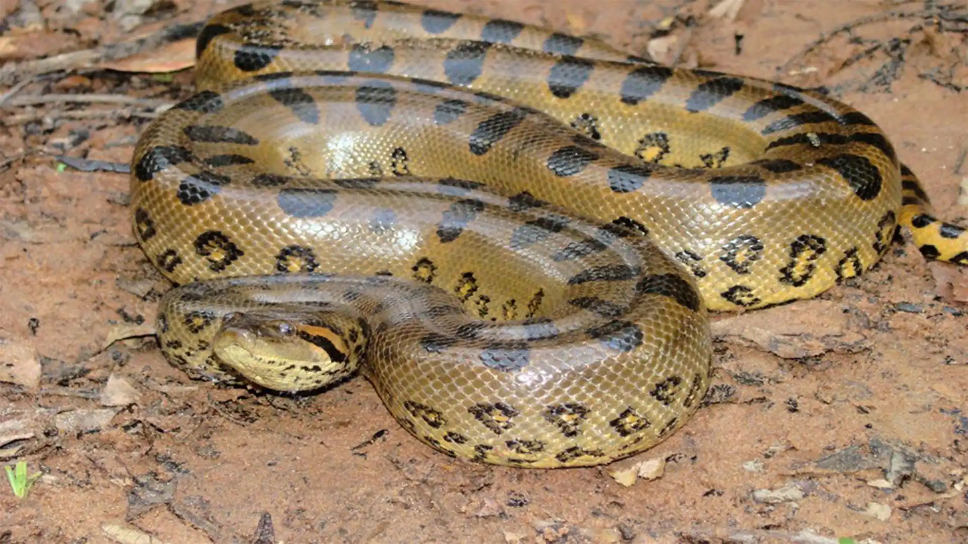 Anaconda