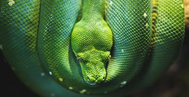 Corallus caninus