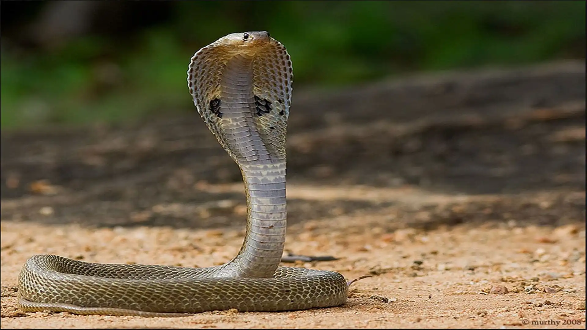 Rey cobra