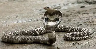 Elapidae
