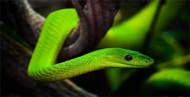 Mamba verde