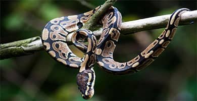 Python regius