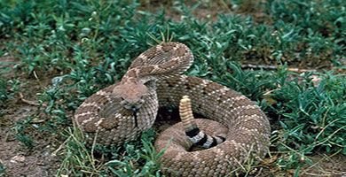 Serpiente Cascabel