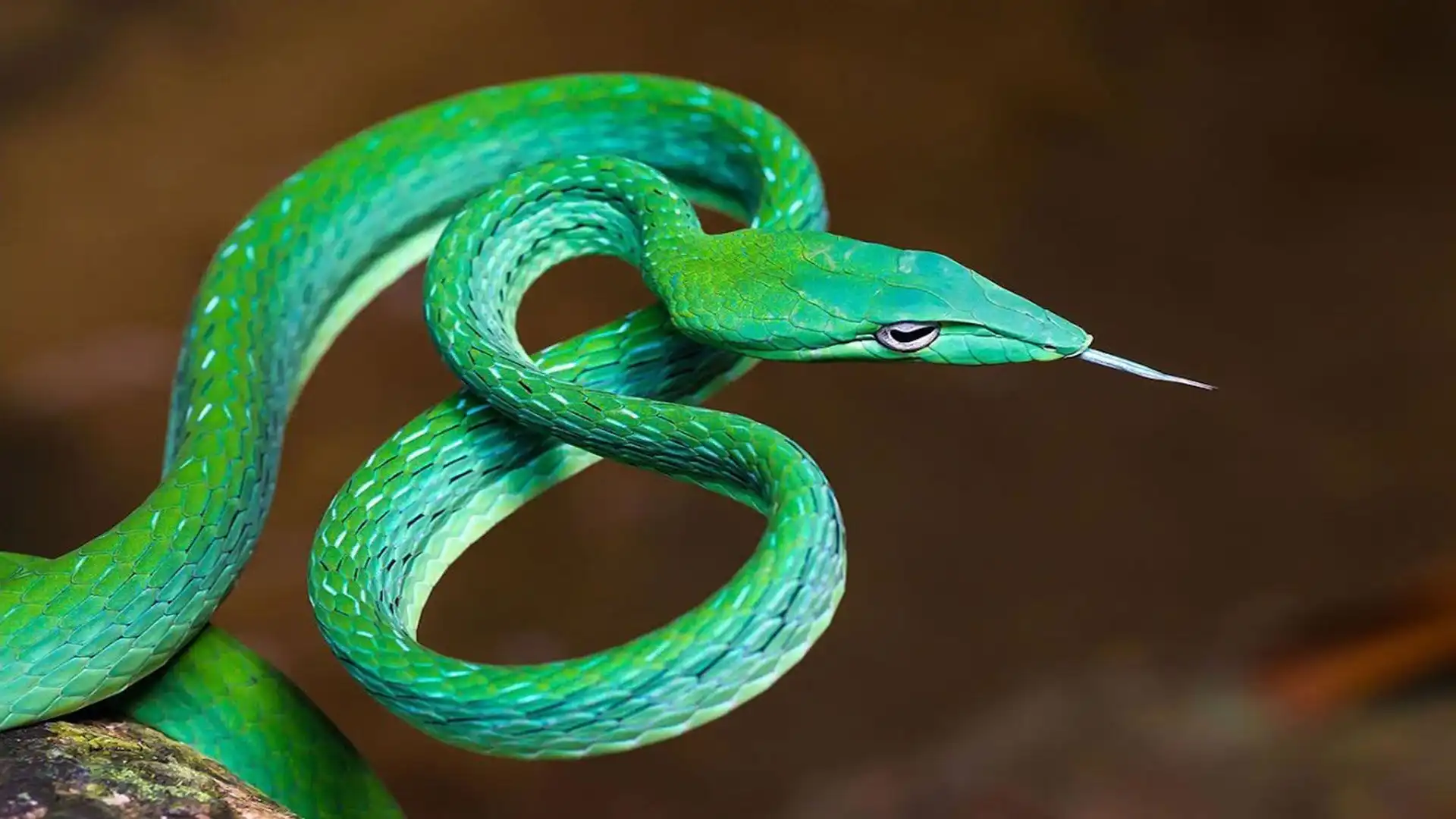 serpiente de la vid