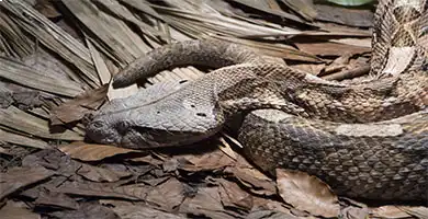 Viperidae