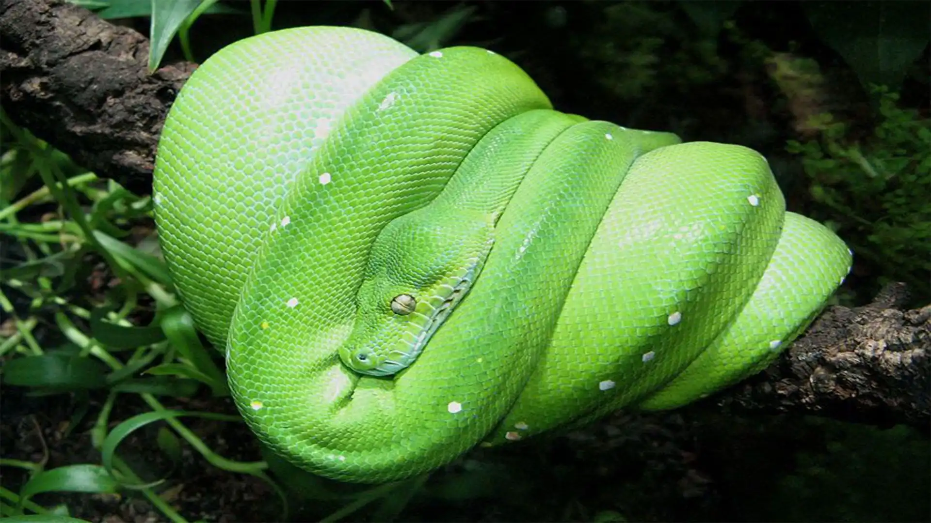 Pitón arborícola verde